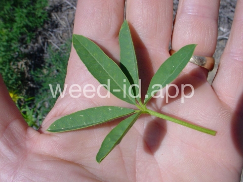 beeplant, yellow